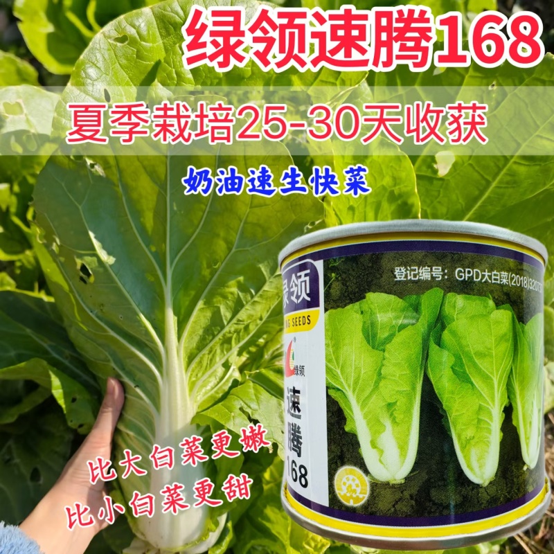 快菜种子绿领速腾168快菜种籽速生小白菜毛白菜种籽四季