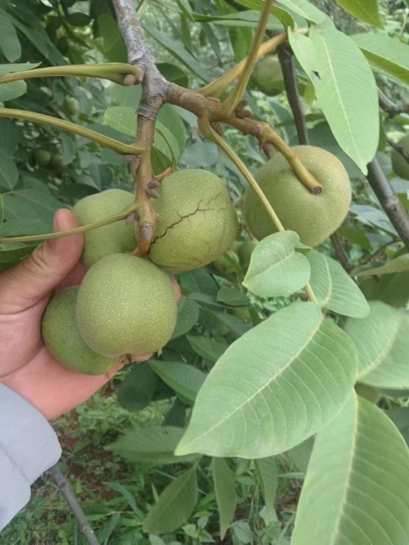 新鲜湿核桃