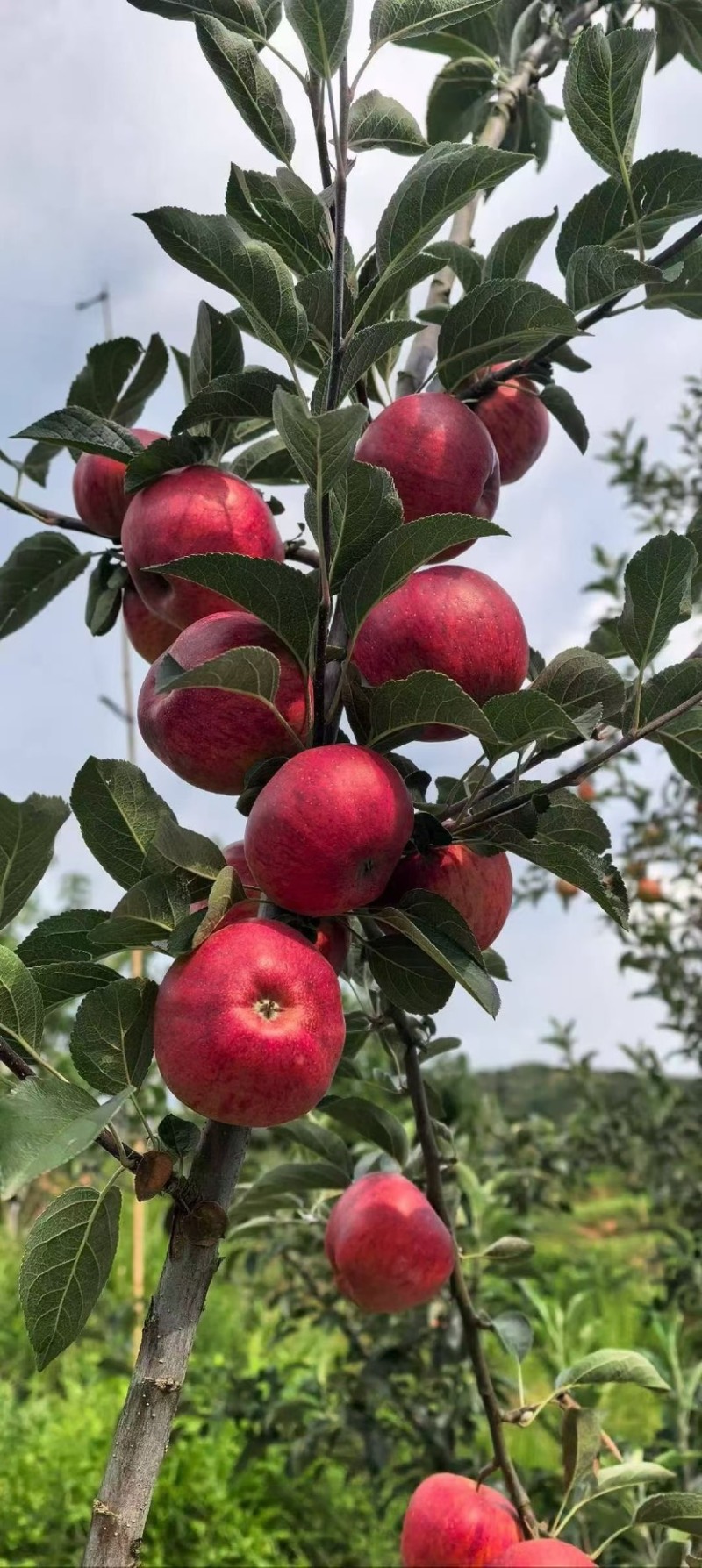 云南冰糖心红露苹果