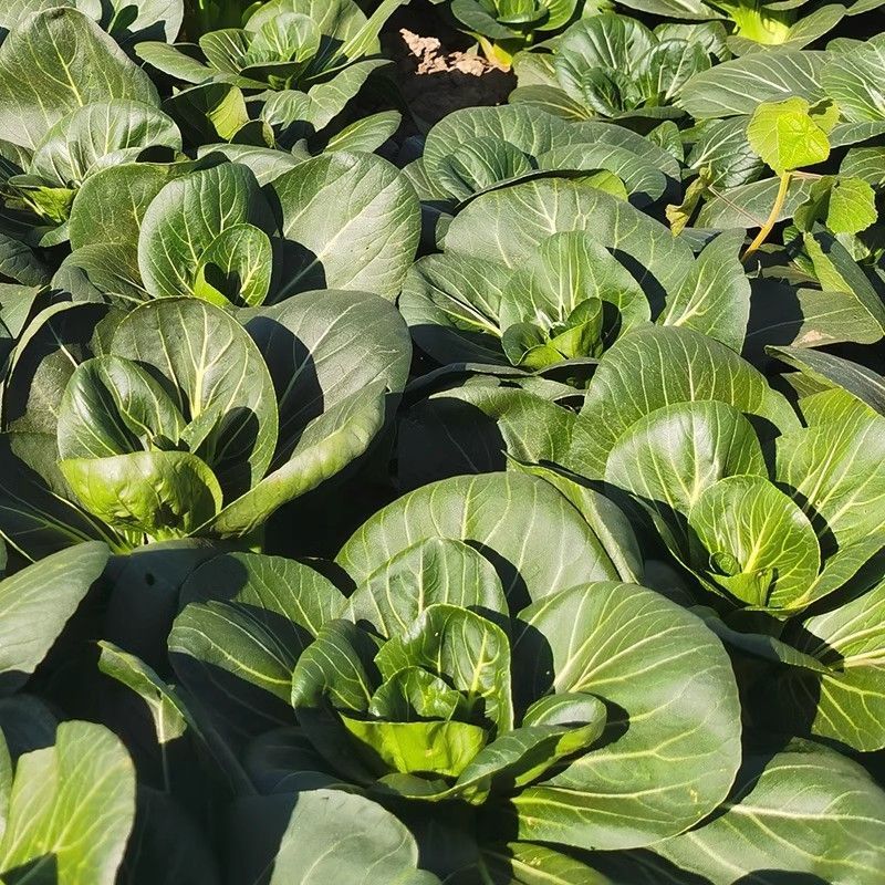 墨娇娜三系杂交矮脚苏州青大头束腰青菜种子耐寒青梗菜春秋播