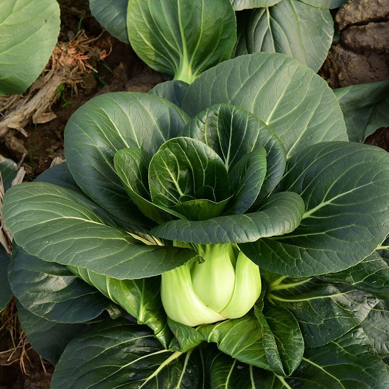 墨娇娜三系杂交矮脚苏州青大头束腰青菜种子耐寒青梗菜春秋播