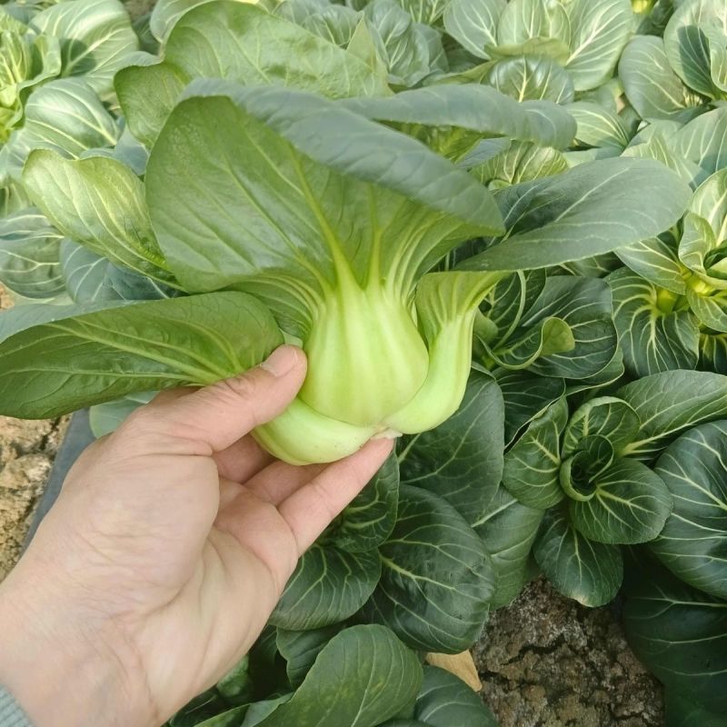 墨娇娜三系杂交矮脚苏州青大头束腰青菜种子耐寒青梗菜春秋播