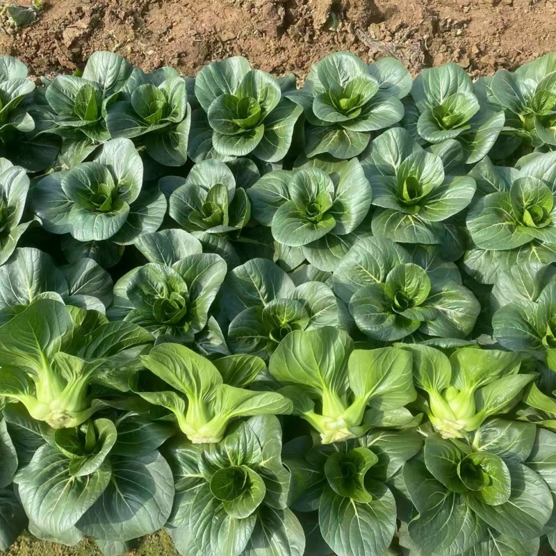 墨娇娜三系杂交矮脚苏州青大头束腰青菜种子耐寒青梗菜春秋播