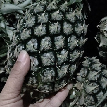 广西地菠萝现货，果肉清甜，价钱优惠。