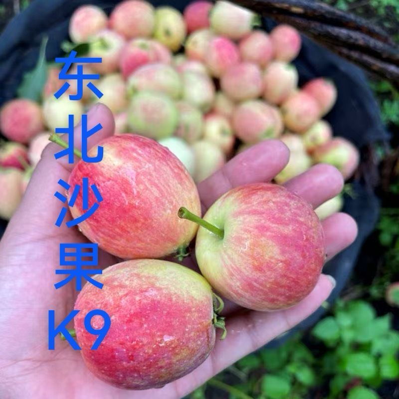 东北特产海棠果～K9沙果～鸡心果～一件代发日发万单抖音等