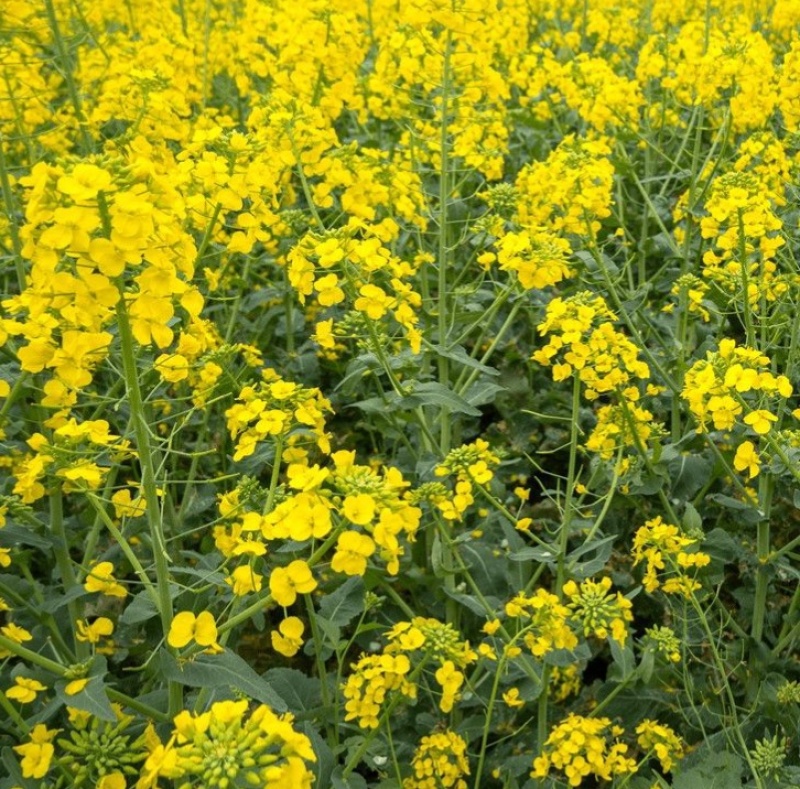 益油杂3号甘蓝型双低杂交油菜种子冬性中熟含油率47.8%