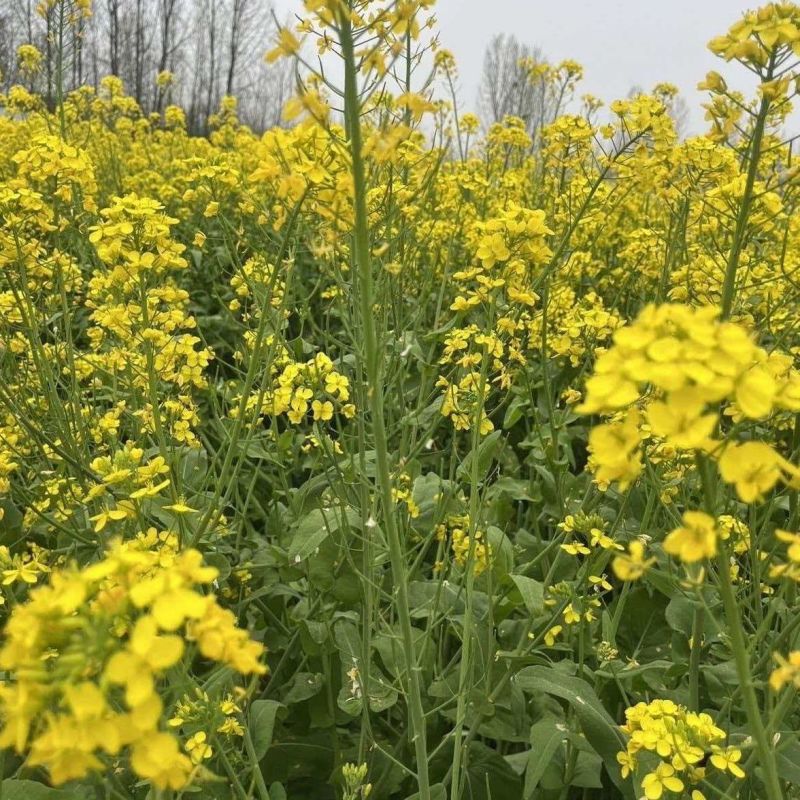 益油杂3号甘蓝型双低杂交油菜种子冬性中熟含油率47.8%