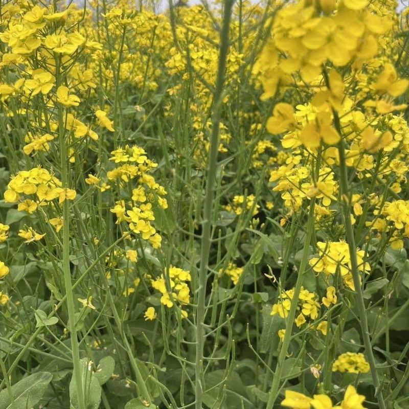 益油杂3号甘蓝型双低杂交油菜种子冬性中熟含油率47.8%