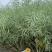 益油杂3号甘蓝型双低杂交油菜种子冬性中熟含油率47.8%
