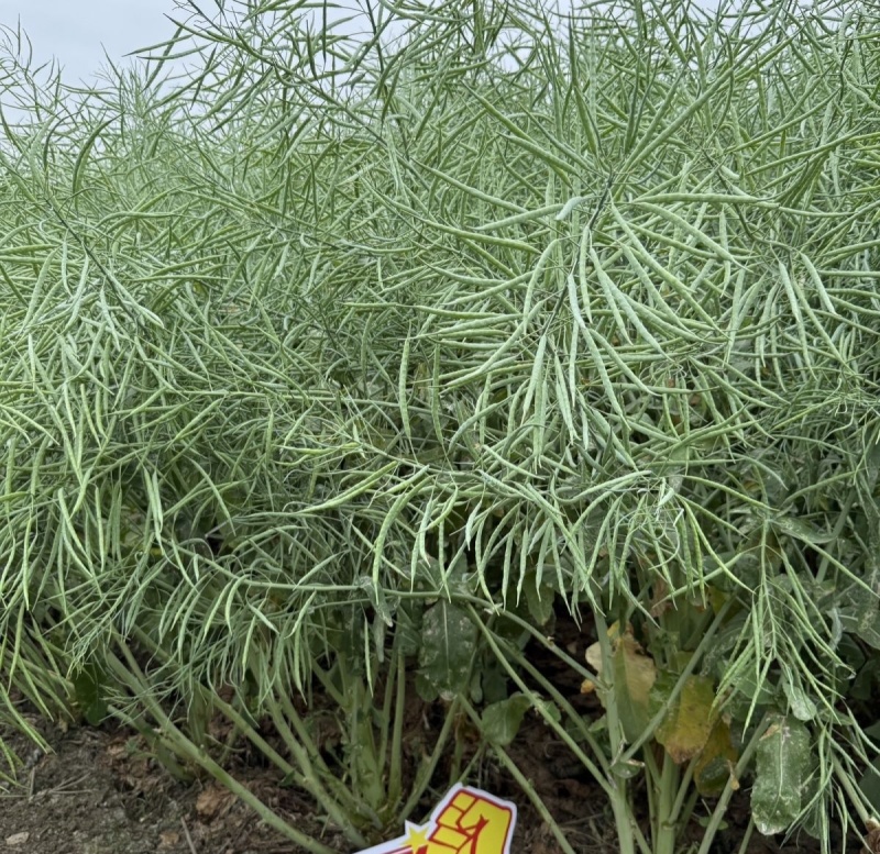 益油杂3号甘蓝型双低杂交油菜种子冬性中熟含油率47.8%