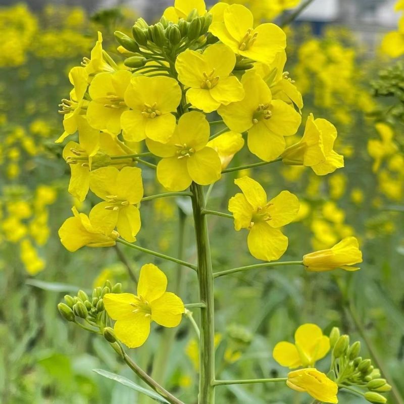 益油杂3号甘蓝型双低杂交油菜种子冬性中熟含油率47.8%