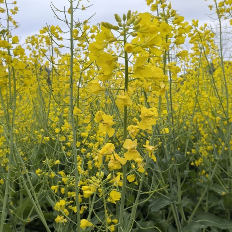 益油杂3号甘蓝型双低杂交油菜种子冬性中熟含油率47.8%