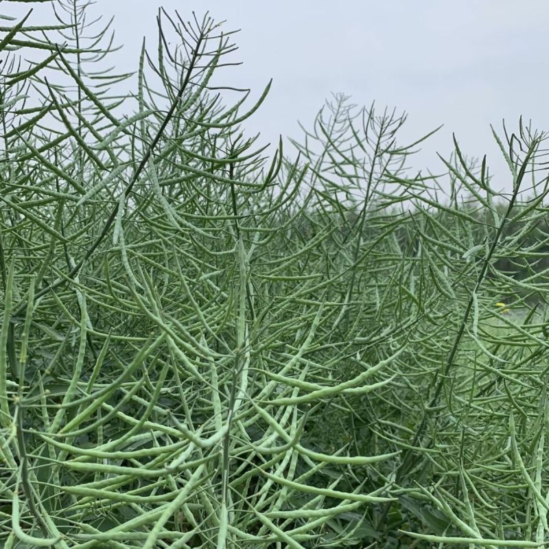 益油杂3号甘蓝型双低杂交油菜种子冬性中熟含油率47.8%