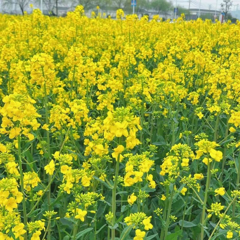 益油杂3号甘蓝型双低杂交油菜种子冬性中熟含油率47.8%