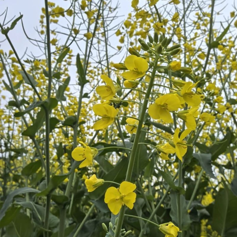 益油杂3号甘蓝型双低杂交油菜种子冬性中熟含油率47.8%