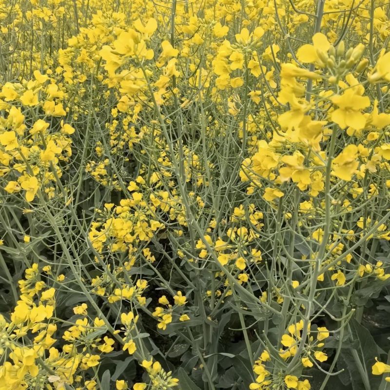益油杂3号甘蓝型双低杂交油菜种子冬性中熟含油率47.8%