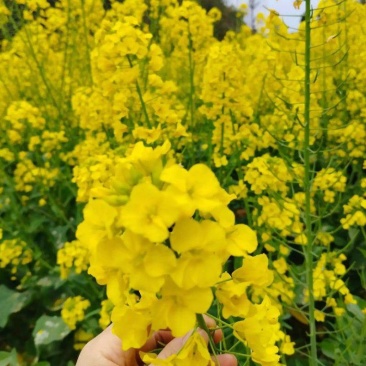 中油杂16甘蓝型半冬性早熟油菜种子含油率46.69%抗病