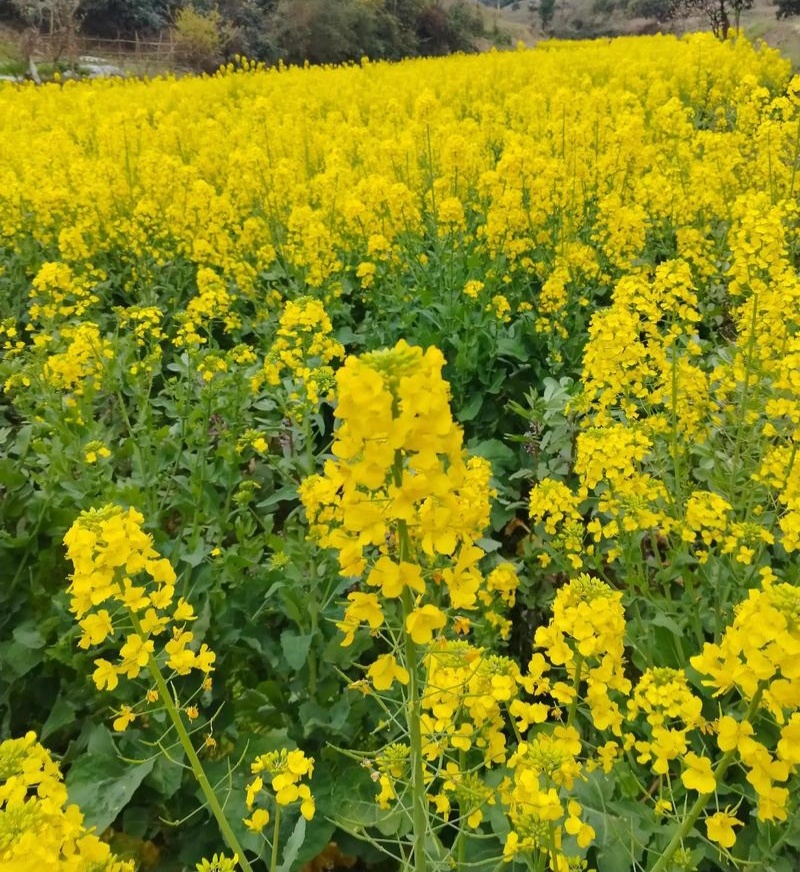 中油杂16甘蓝型半冬性早熟油菜种子含油率46.69%抗病