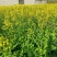 中油杂16甘蓝型半冬性早熟油菜种子含油率46.69%抗病