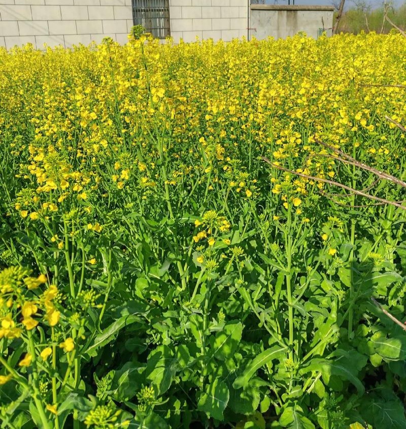 中油杂16甘蓝型半冬性早熟油菜种子含油率46.69%抗病