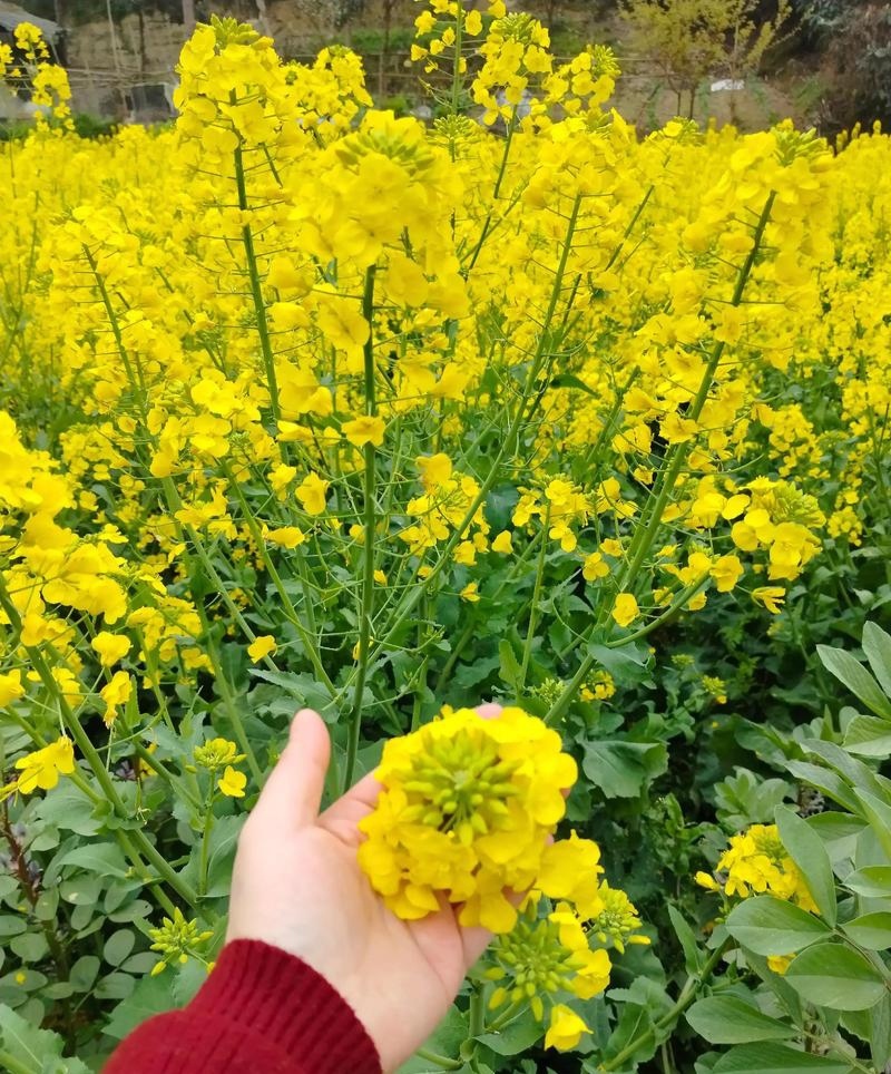 中油杂16甘蓝型半冬性早熟油菜种子含油率46.69%抗病