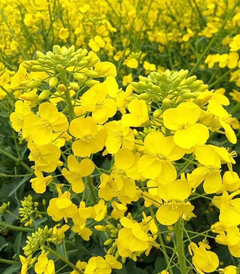 中油杂16甘蓝型半冬性早熟油菜种子含油率46.69%抗病