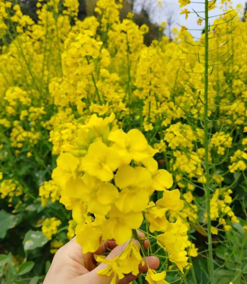 中油杂16甘蓝型半冬性早熟油菜种子含油率46.69%抗病