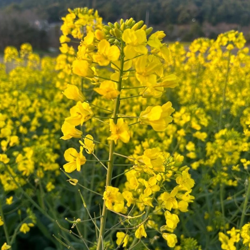 中油杂16甘蓝型半冬性早熟油菜种子含油率46.69%抗病