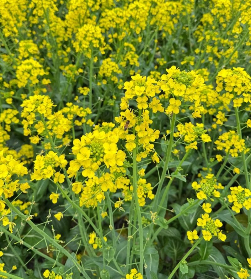 中油杂16甘蓝型半冬性早熟油菜种子含油率46.69%抗病