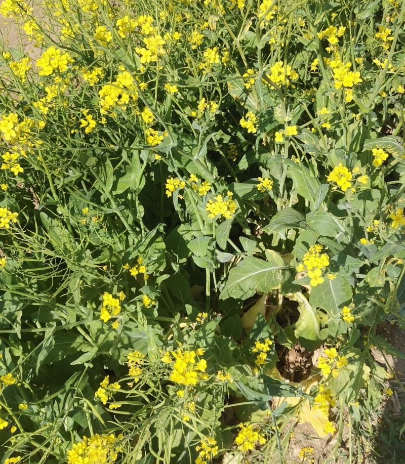中油杂16油菜种子早熟抗病抗倒高产甘蓝型星高油800