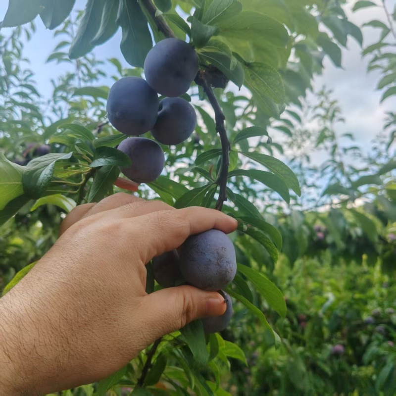 小脆红李南充出货