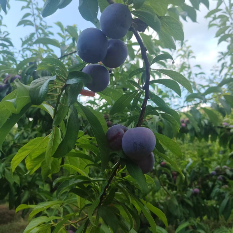 小脆红李南充出货