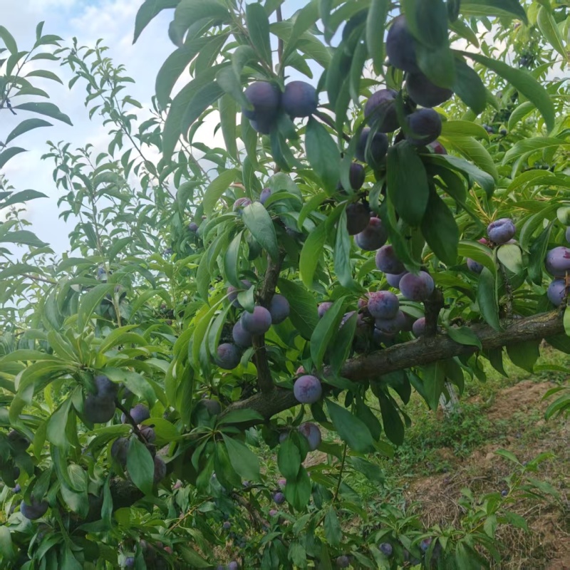 小脆红李南充出货