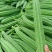 夏丰优729花点大肉丝瓜种子耐热早熟棱丝瓜种籽