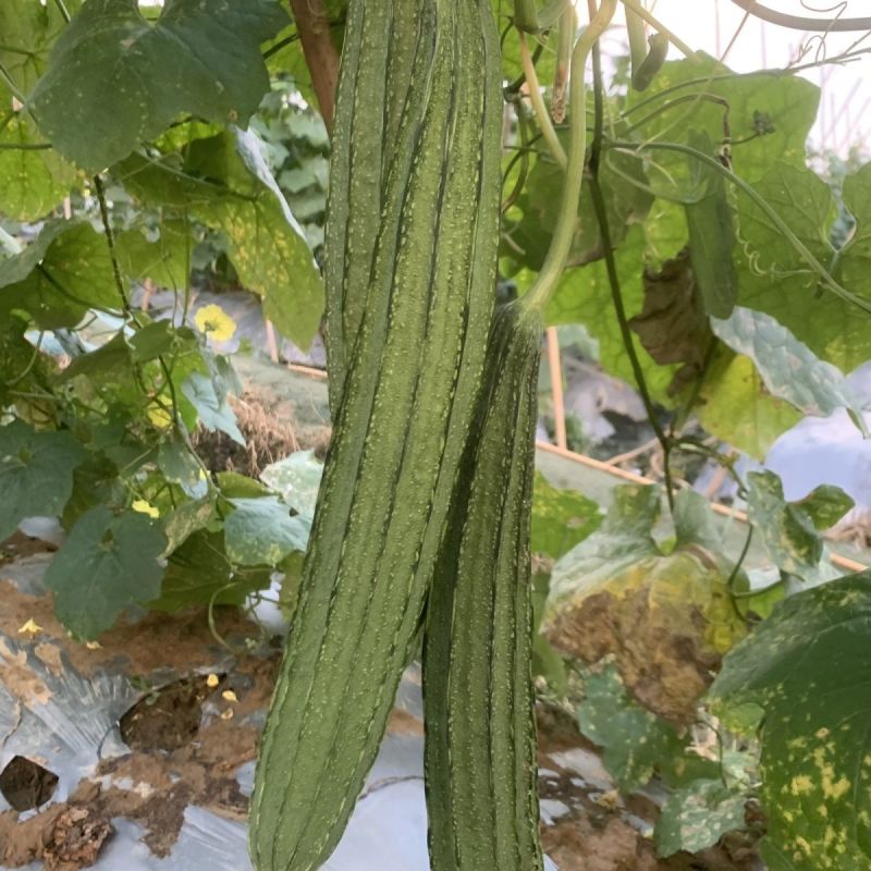 夏丰优729花点大肉丝瓜种子耐热早熟棱丝瓜种籽
