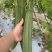 夏丰优729花点大肉丝瓜种子耐热早熟棱丝瓜种籽