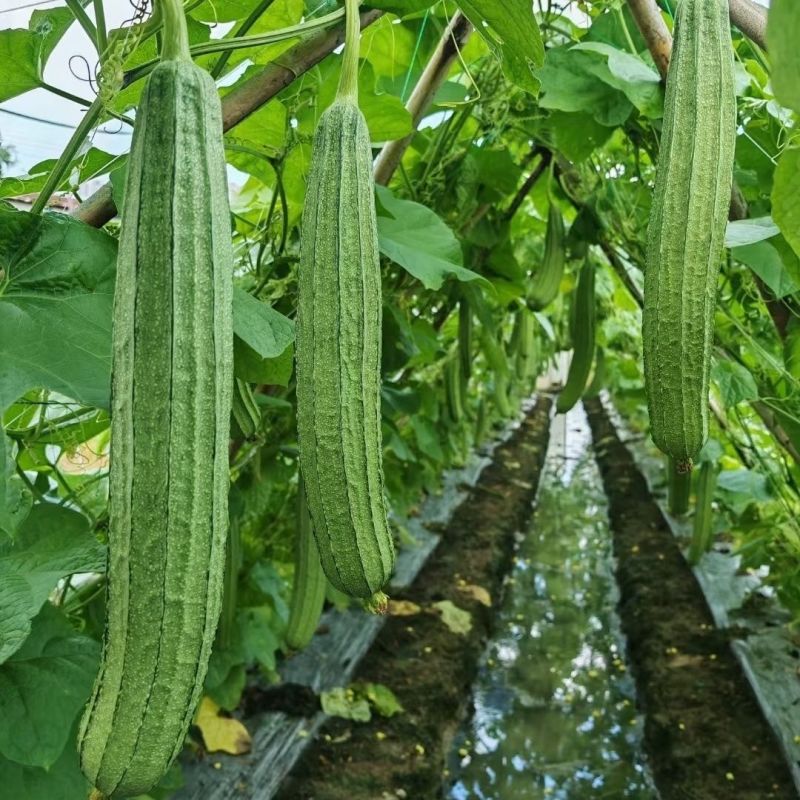 夏丰优729花点大肉丝瓜种子耐热早熟棱丝瓜种籽