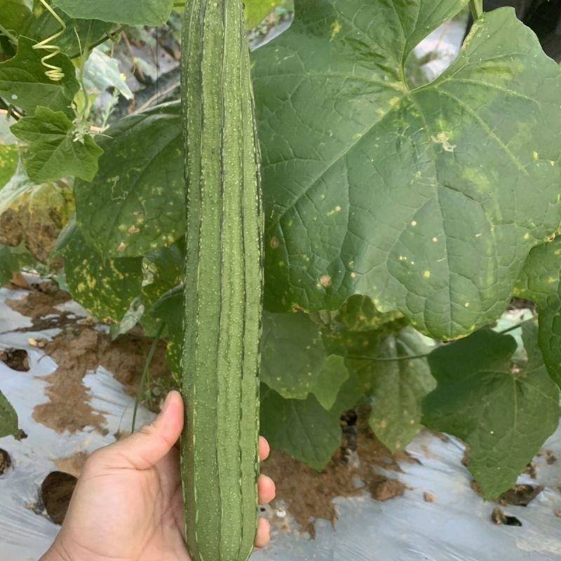 夏丰优729花点大肉丝瓜种子耐热早熟棱丝瓜种籽