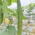 夏丰优729花点大肉丝瓜种子耐热早熟棱丝瓜种籽
