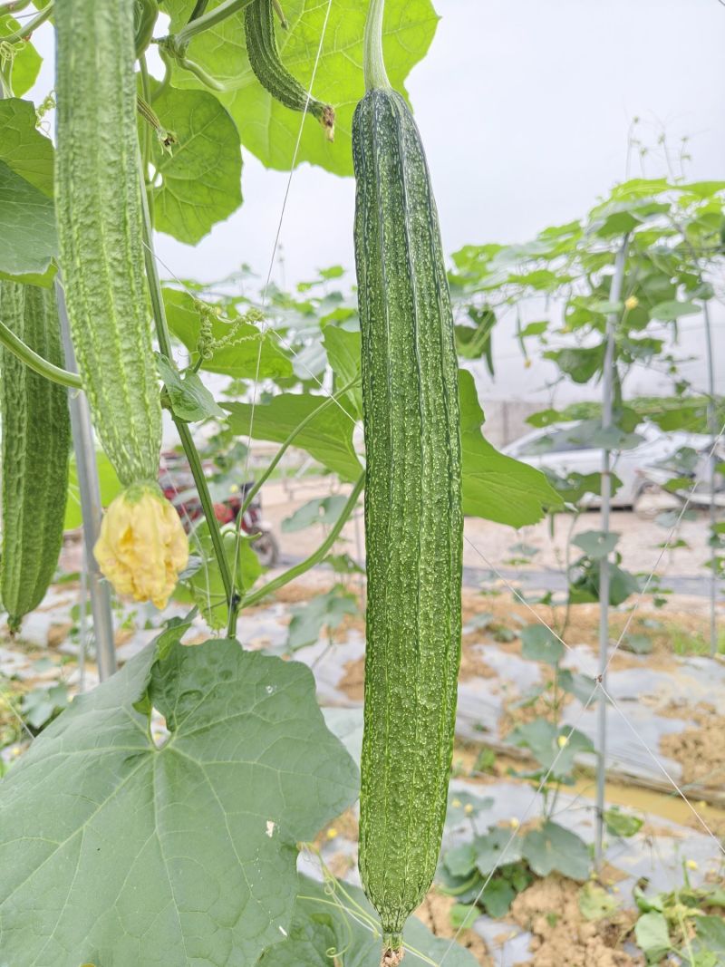 夏丰优729花点大肉丝瓜种子耐热早熟棱丝瓜种籽