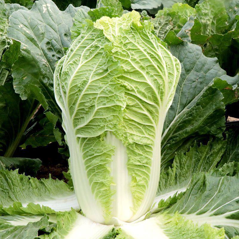 津旗8号白菜种子直筒叠包青麻叶大白菜种子黄高桩大白菜