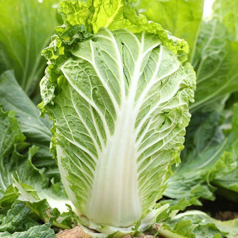 津旗8号白菜种子直筒叠包青麻叶大白菜种子黄高桩大白菜