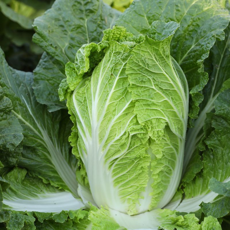津旗8号白菜种子直筒叠包青麻叶大白菜种子黄高桩大白菜