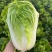 津旗8号白菜种子直筒叠包青麻叶大白菜种子黄高桩大白菜