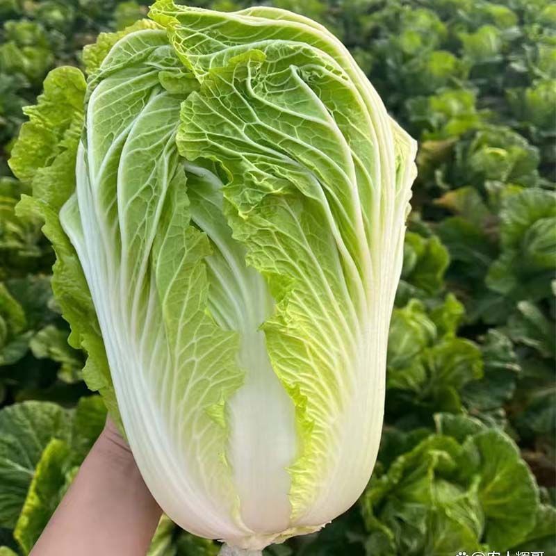 津旗8号白菜种子直筒叠包青麻叶大白菜种子黄高桩大白菜