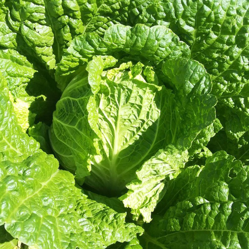 津旗8号白菜种子直筒叠包青麻叶大白菜种子黄高桩大白菜