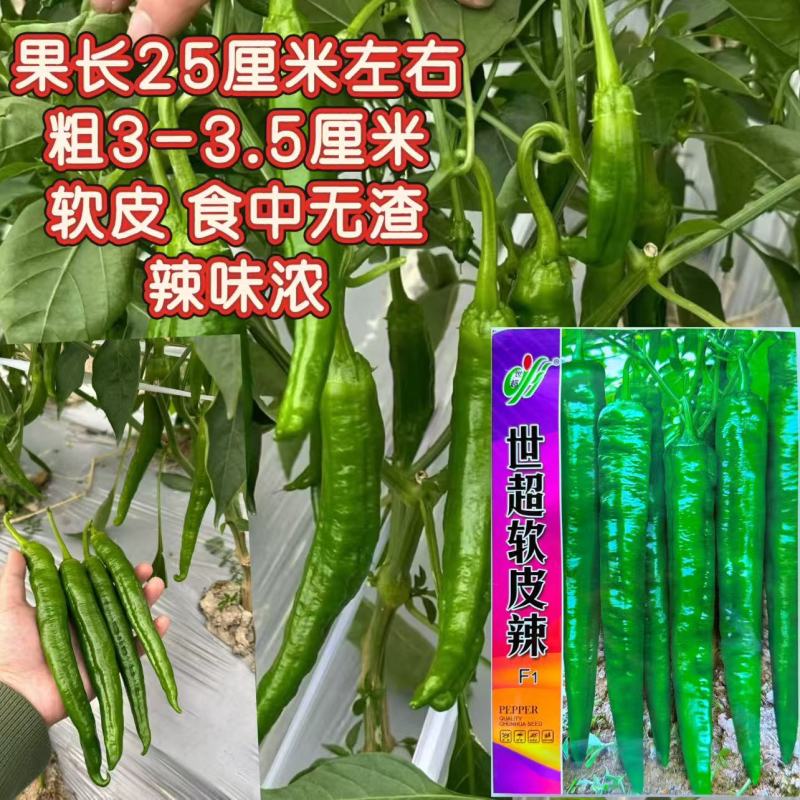 世超软皮辣椒种子杂交早熟香辣无渣长牛角椒种籽农家春秋季播