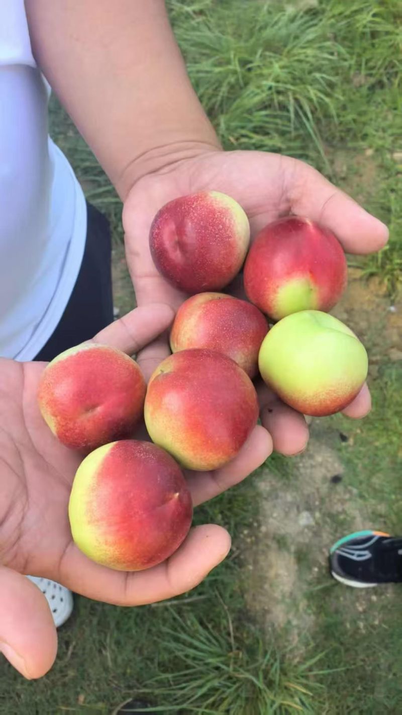 山东珍珠三号离核枣油桃货量大甜度高硬度好耐运输储存承接批
