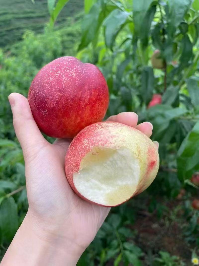 山东珍珠三号离核枣油桃货量大甜度高硬度好耐运输储存承接批