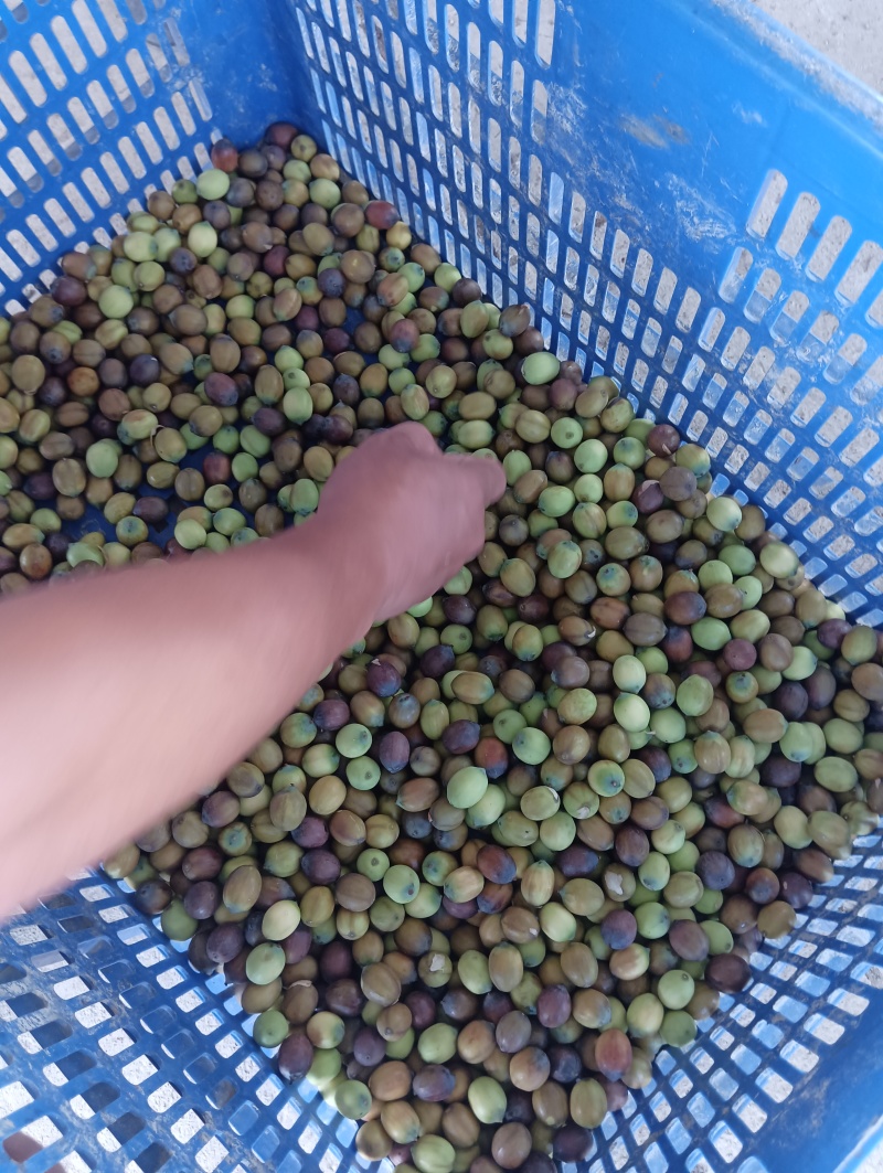麻莲蓬